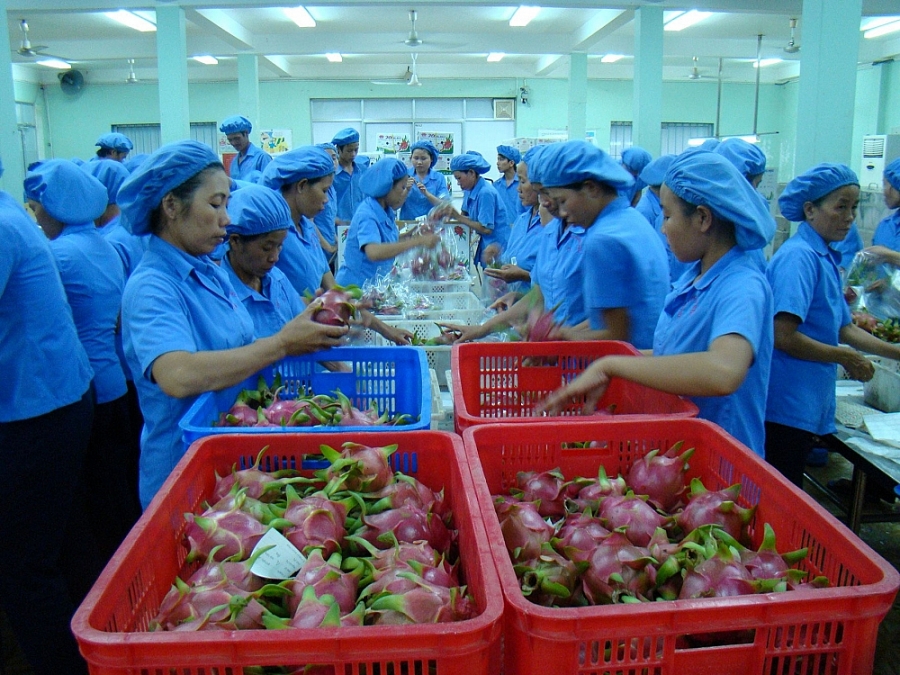 You are currently viewing Xuất khẩu nông sản: Bộ Công Thương khuyến cáo điều gì?